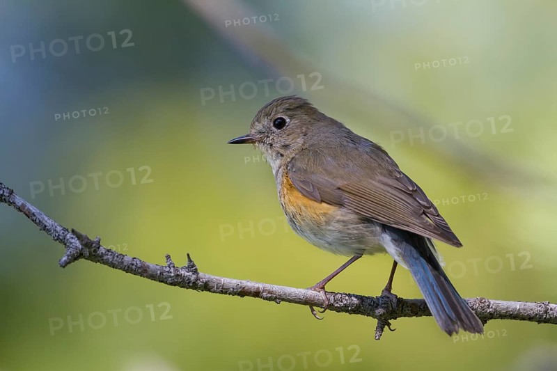 Orange-flanked Bluetail - Blauschwanz - Tarsiger cyanurus, Kazakhstan, female