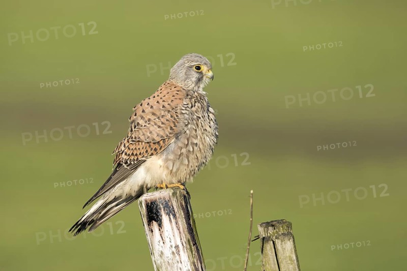 Torenvalk; Common Kestrel; Falco tinnunculus;