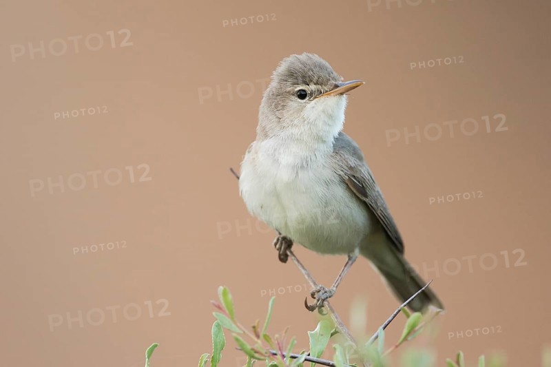 Uppchers Warbler - Dornspötter - Hippolais languida, Kyrgyzstan