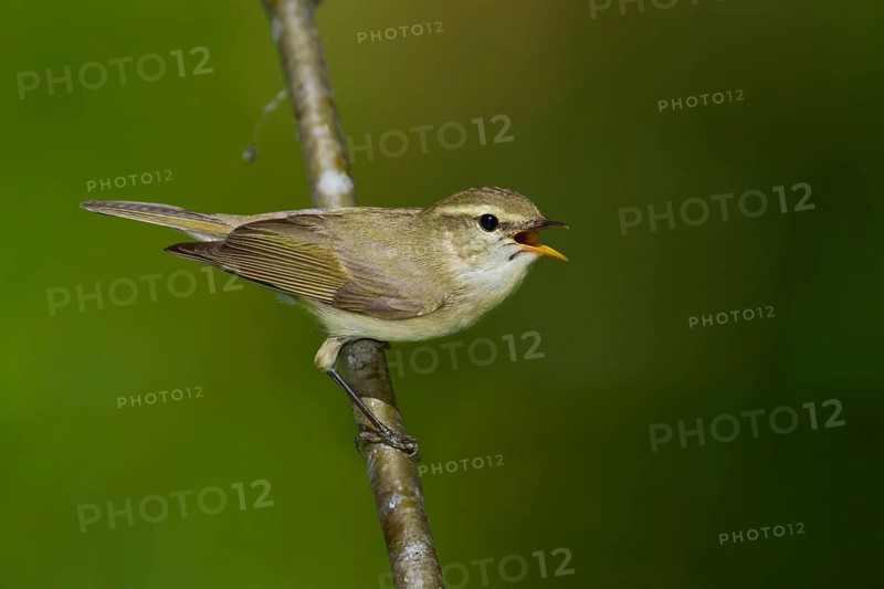 Greenish Warbler - Grünlaubsänger - Phylloscopus trochiloides