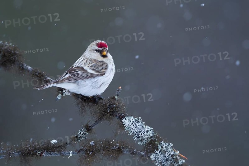 Arctic Redpoll - Polar-Birkenzeisig - Carduelis hornemanni exilipes, Finland