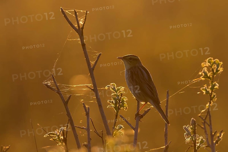 Aquatic Warbler - Seggenrohrsänger - Acrocephalus paludicola, Poland