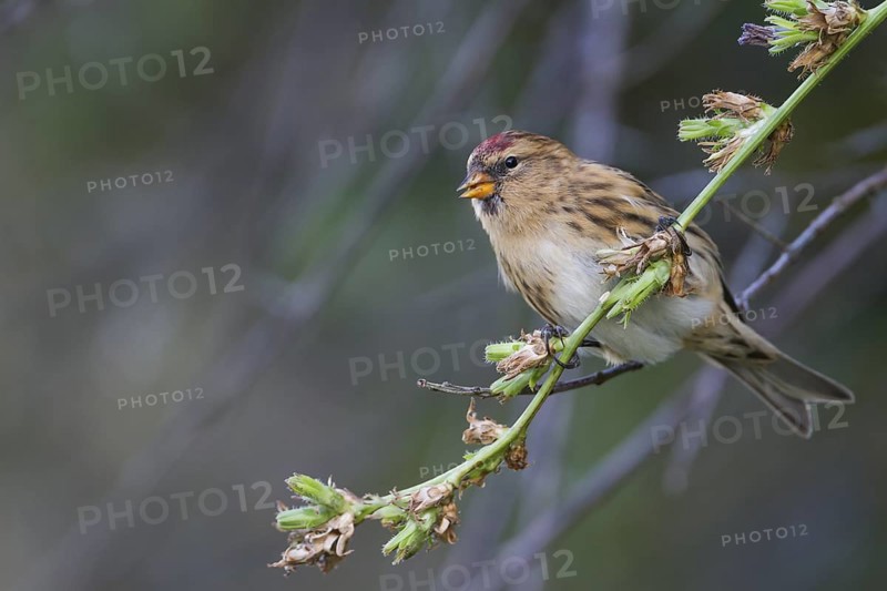 Lesser Redpoll - Alpen-Birkenzeisig - Carduelis cabarett, Germany