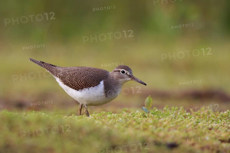 Common Sandpiper (Actitis hypoleucos) foraging, North Rhine-Westphalia, Germany