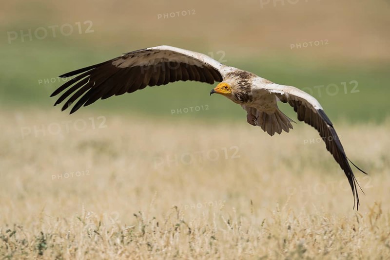 Egyptian Vulture (Neophron percnopterus) flying, Castile-La Mancha, Spain