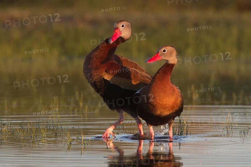 Black-bellied Whistling Duck (Dendrocygna autumnalis) pair, Texas, USA