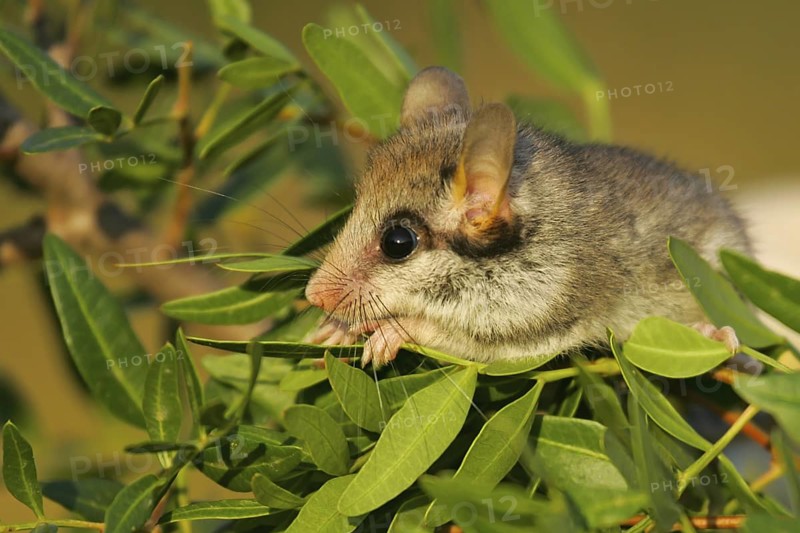 Gartenschläfer (Eliomys quercinus) adult Nahaufnahme in Büschen, Spanien