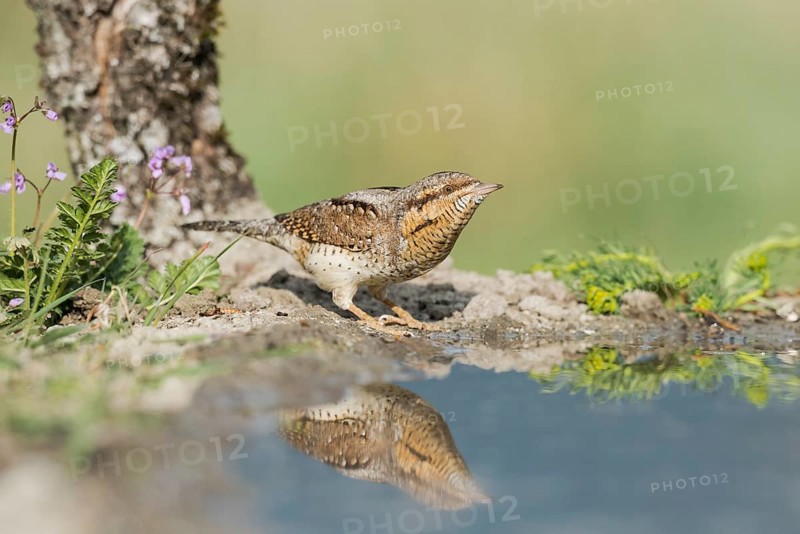 Eurasian Wryneck (Jynx torquilla) at water hole, Aosta Valley, Italy