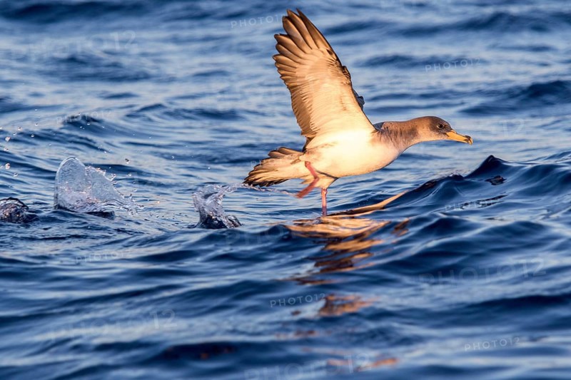 Cory's Shearwater (Calonectris borealis) flying, Ibiza, Spain