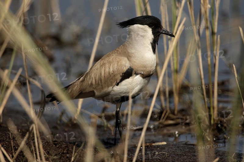 River Lapwing (Vanellus duvaucelii), Uttarakhand, India