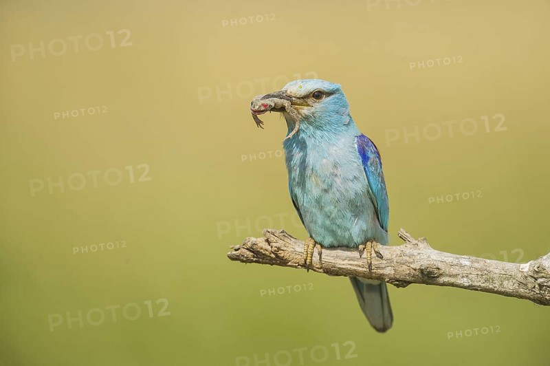 European Roller (Coracias garrulus) perched on a branch with frog in beak, Hortobagy National Park, Hungary