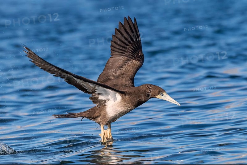 Brown Booby (Sula leucogaster) flying, Eilat, Israel
