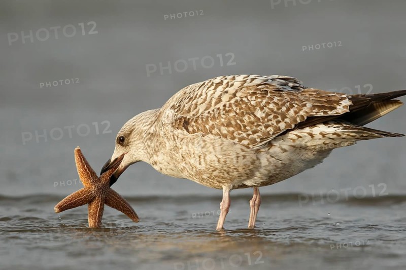 European Herring Gull (Larus argentatus) with starfish in its beak, North Holland, Netherlands
