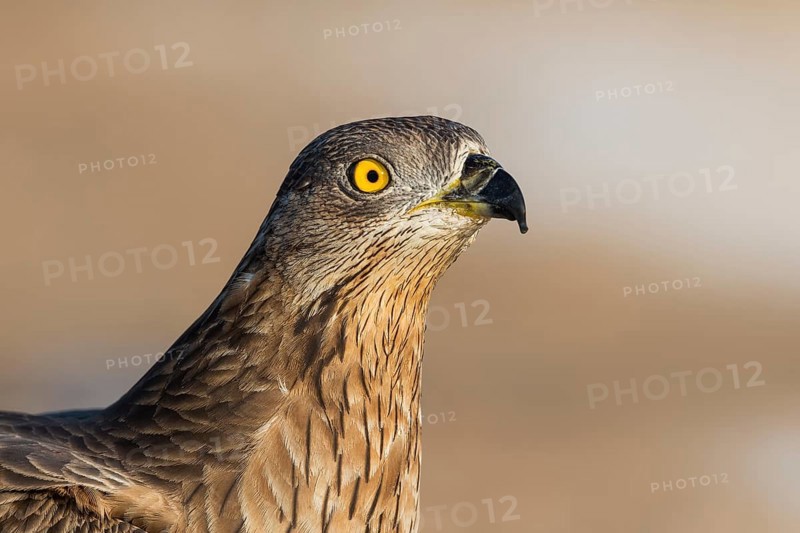 European Honey Buzzard (Pernis apivorus), Eilat, Israel