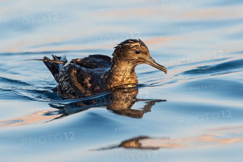 Sooty Shearwater (Ardenna grisea), Eilat, Israel
