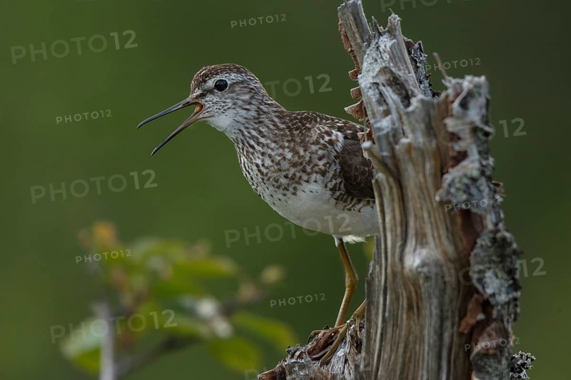 Wood Sandpiper (Tringa glareola) calling, Dalarna, Sweden
