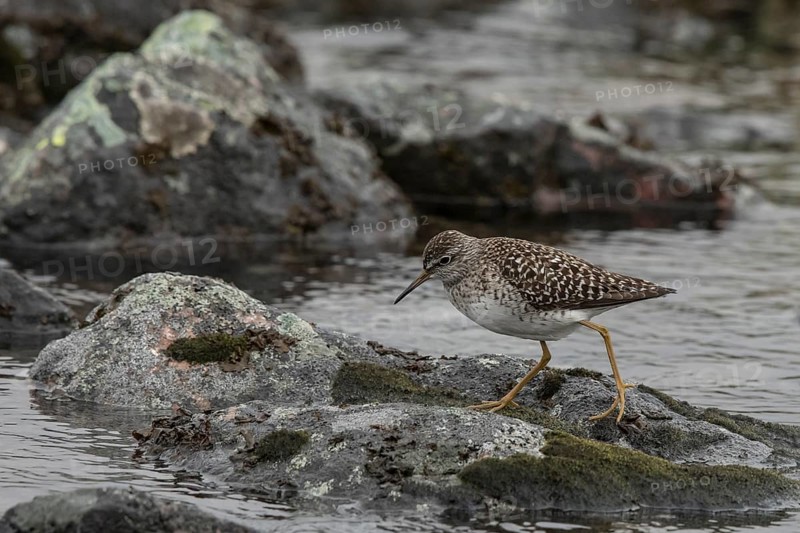 Wood Sandpiper (Tringa glareola), Dalarna, Sweden