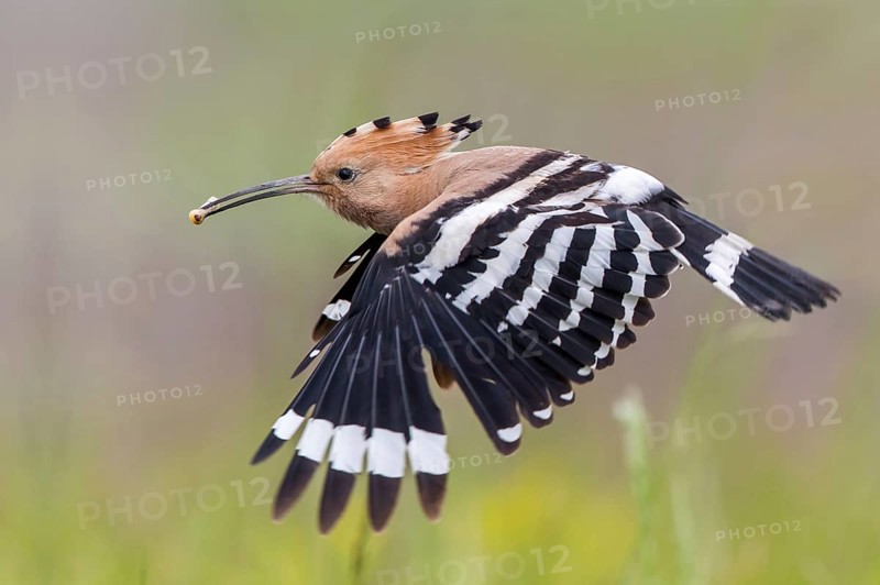 Eurasian Hoopoe (Upupa epops) flying with food in beak, Subotica, Serbia