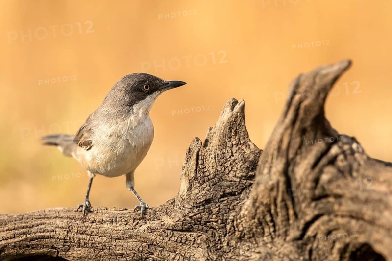 Western Orphean Warbler (Sylvia hortensis) male perched on a log, Extremadura, Spain