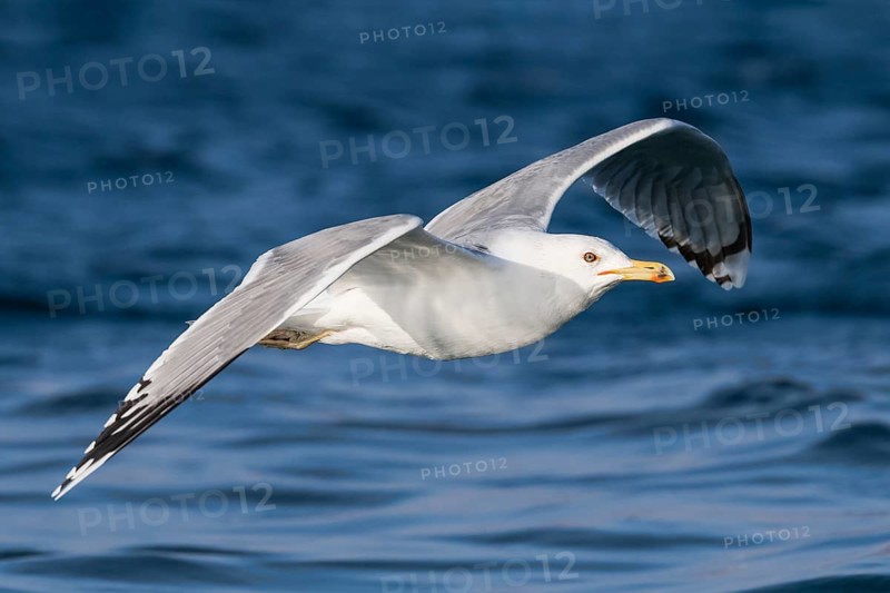 Caspian Gull (Larus cachinnans) flying, Eilat, Israel