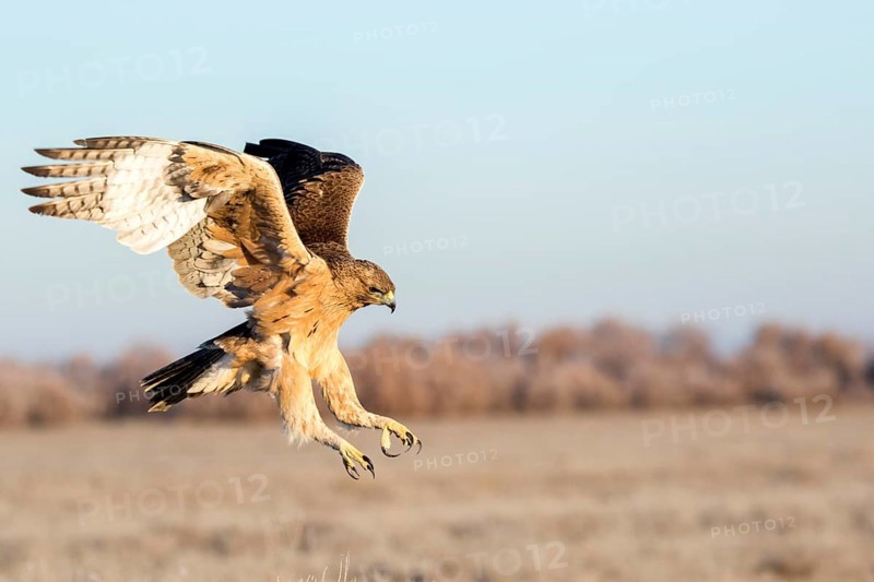 Bonelli's Eagle (Aquila fasciata) juvenile flying, Castile-La Mancha, Spain