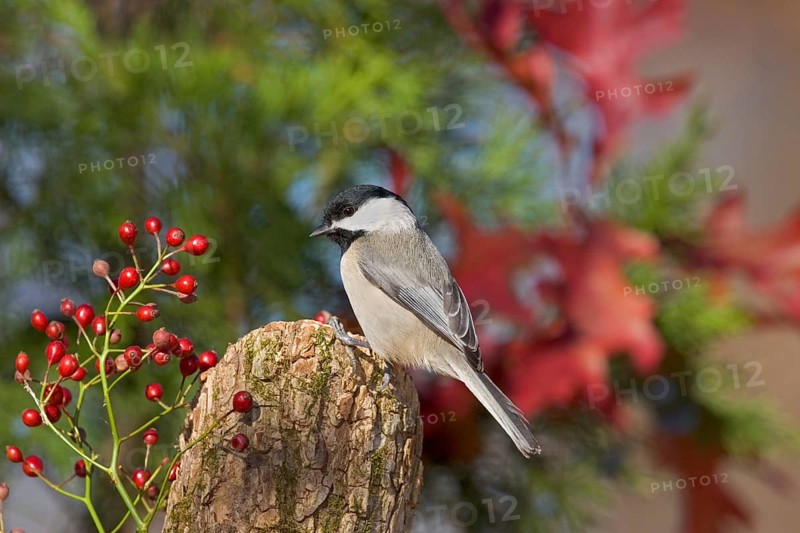 Carolina Chickadee Parus carolinensis Osage Hills State Park, Bartlesville, Oklahoma 1 December Adult Paridae