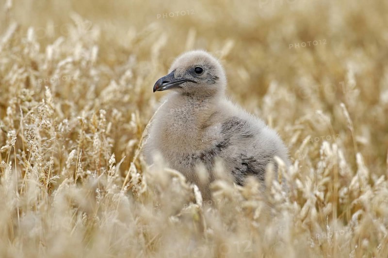 Young hidden brown skua, Catharacta antarctica, water bird sitting in the autumn grass, Norway. Skua in the nature habitat. Bird in the red grass habitat with evening light. Wildlife scene from nature