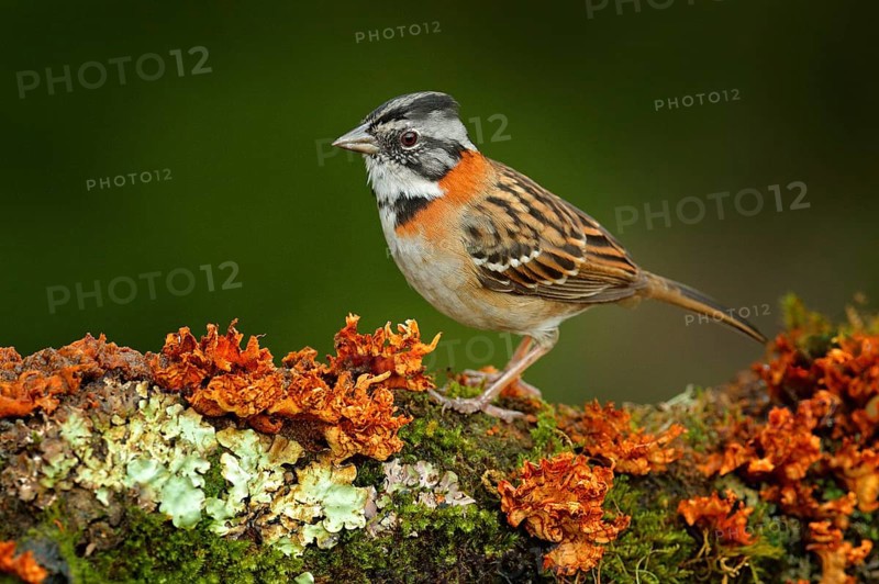 Rufus-collared Sparrow, Zonotrichia capensis, exotic tropical blue bird from Costa Rica. Birdwatching in South America. Tanager in habitat, sitting on the larch moss tree branch