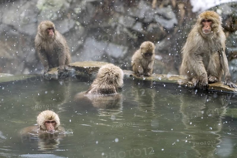 Japanese macaques (Macaca fuscata), wet, bathing, in winter, snowfall, Jigokudani Snow Monkey Park, Yamanouchi, Shimotakai, Nagano Prefecture, Japan