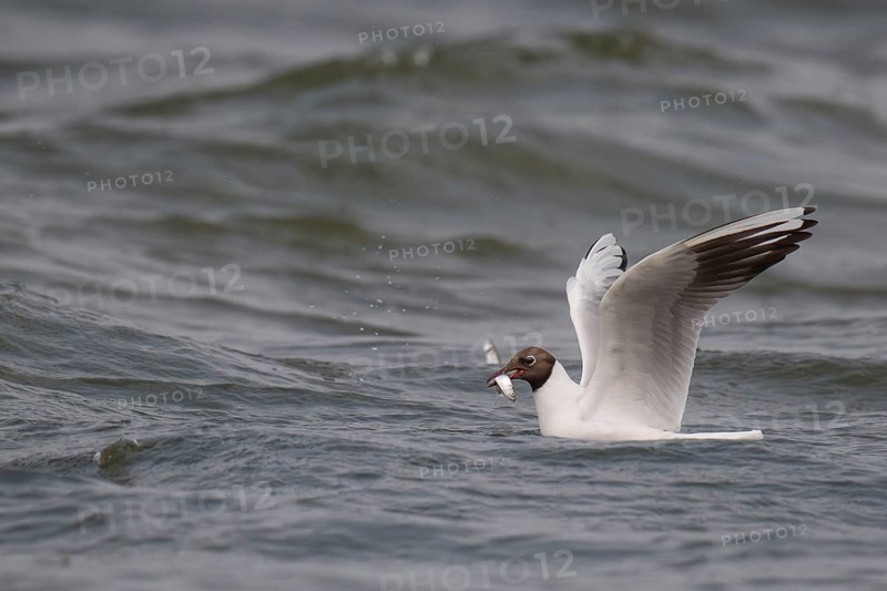 Black-headed gull (Chroicocephalus ridibundus) in summer plumage, with a small fish in its beak, near Hvide Sande, Ringkøbing Fjord, North Sea, Denmark