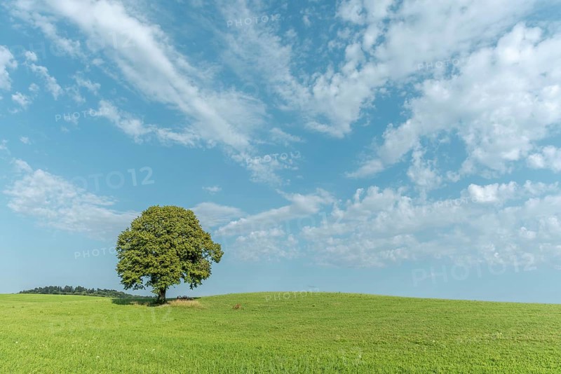 A majestic green tree dominates a grassy hill and basks in the sun. Its lush foliage contrasts beautifully with the blue sky and gentle clouds, creating a tranquil outdoor setting. Champagnole, Jura, France