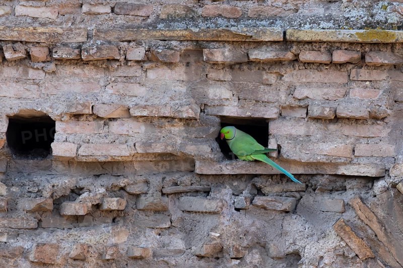 Ring-necked parakeet (Psittacula krameri) adult bird looking out of a hole in an ancient wall in the city, Rome, Italy