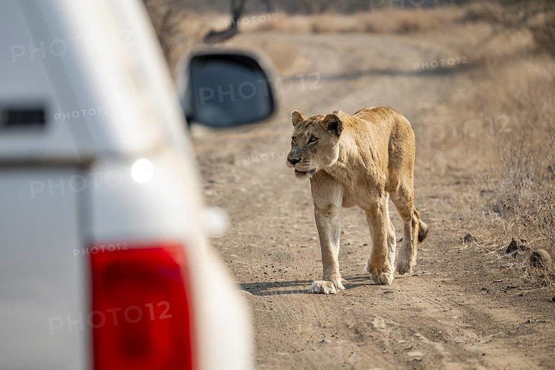 Lioness next to a safari car, Kruger National Park, South Africa