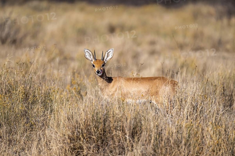 Steenbok (Raphicerus campestris), adult male, standing in dry grass, sticking out tongue, funny, in morning light, Khama Rhino Sanctuary, Serowe, Botswana