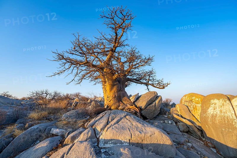 African baobab or baobab tree (Adansonia digitata), tree between round rocks in the evening light, Kubu Island (Lekubu), Sowa Pan, Makgadikgadi salt pans, Botswana