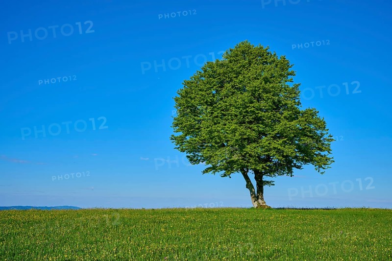 A large green copper beech on a green meadow, spring, Schauinsland, Freiburg im Breisgau, Black Forest, Baden-Württemberg, Germany