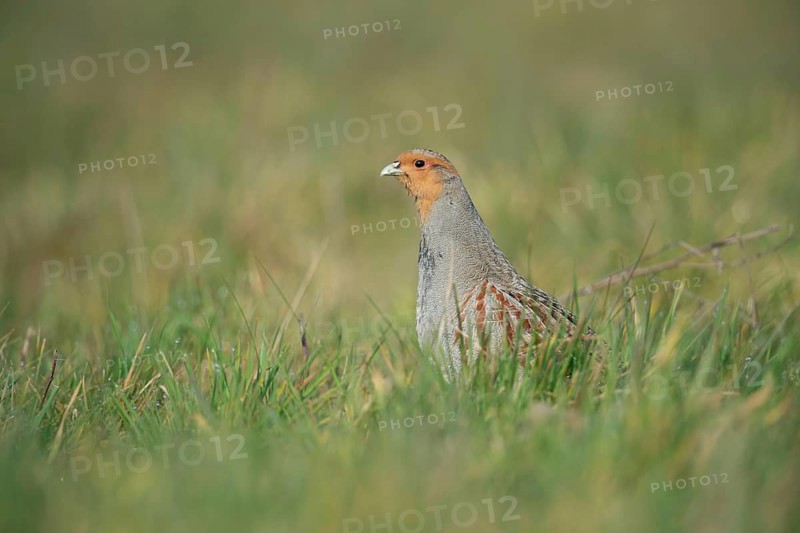 Vigilant... Grey partridge (Perdix perdix), partridge during the mating season, stretching high from cover, mating, observing the surroundings, endangered species due to habitat loss and predators, wildlife, native nature, Lower Rhine, Rhineland, North Rhine-Westphalia, Germany, Western Europe