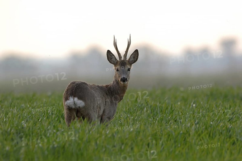 Roe deer (Capreolus capreolus), capital roebuck with beautiful antlers, antlers, long, high antlers, six-headed, standing in a young grain field, rear view, looking around, early, clear soft morning light, native nature, Meerbusch, Lower Rhine, Rhineland, North Rhine-Westphalia, Germany, Western Europe