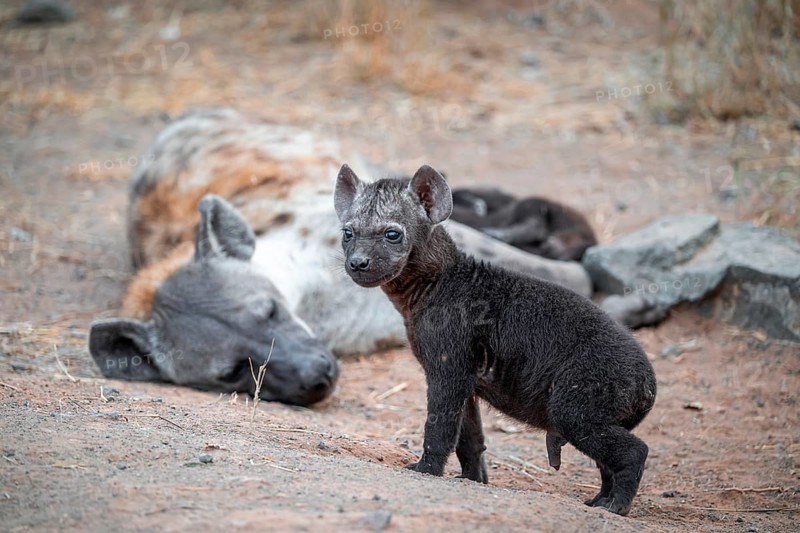 Spotted hyena (Crocuta crocuta), male young, mother behind, Kruger National Park, South Africa