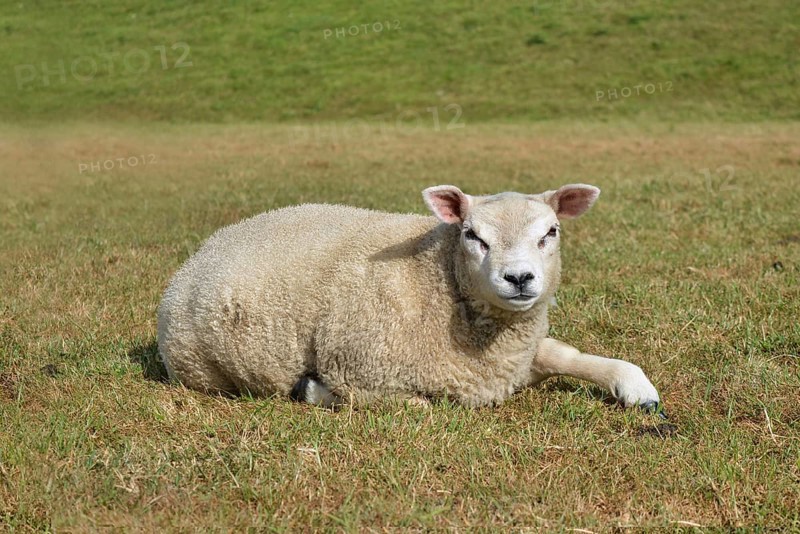 Texel sheep, a Dutch breed of domestic sheep originally from the island of Texel, lying on meadow