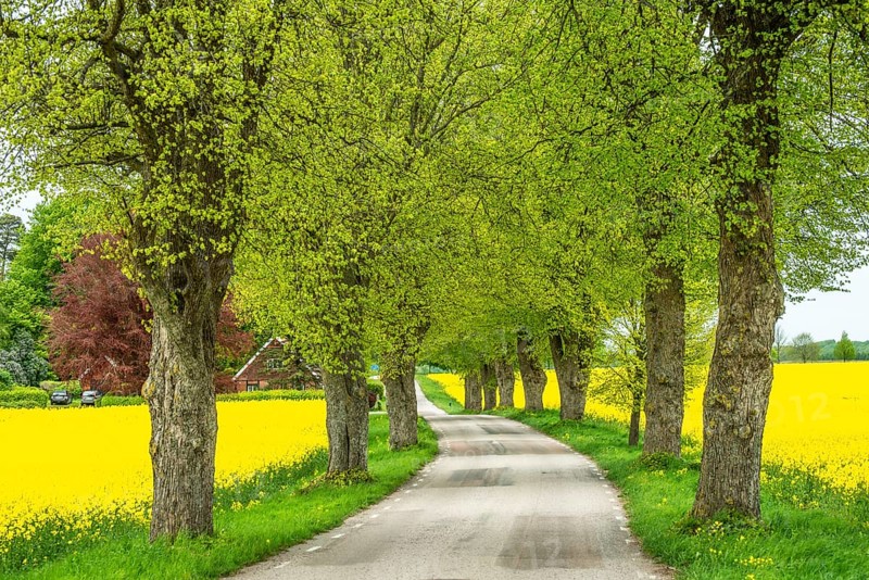 Small country road with avenue through fields of rapeseed in Högesta, Ystd municipality, Skåne county, Sweden, Scandinavia