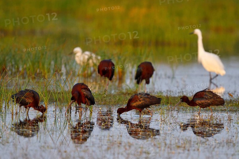 Glossy Ibis (Plegadis falcinellus) foraging, Greece