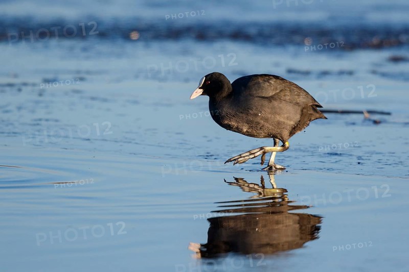 Eurasian Coot (Fulica atra) foraging, Netherlands