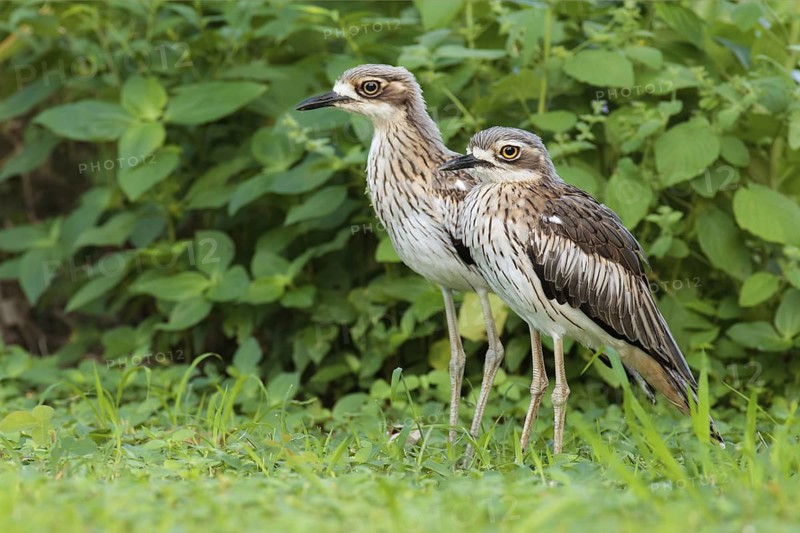 Bush Stone-curlew (Burhinus grallarius), Queensland, Australia