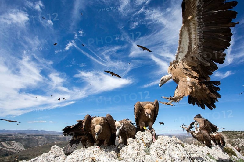 Griffon Vulture (Gyps fulvus) perched on a rock, Aragon, Spain