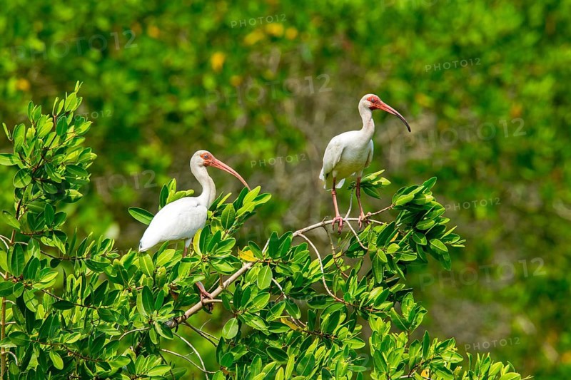 White Ibis Eudocimus albus San Blas, Nayarit, Mexico 7 June Adults Threskiornithidae