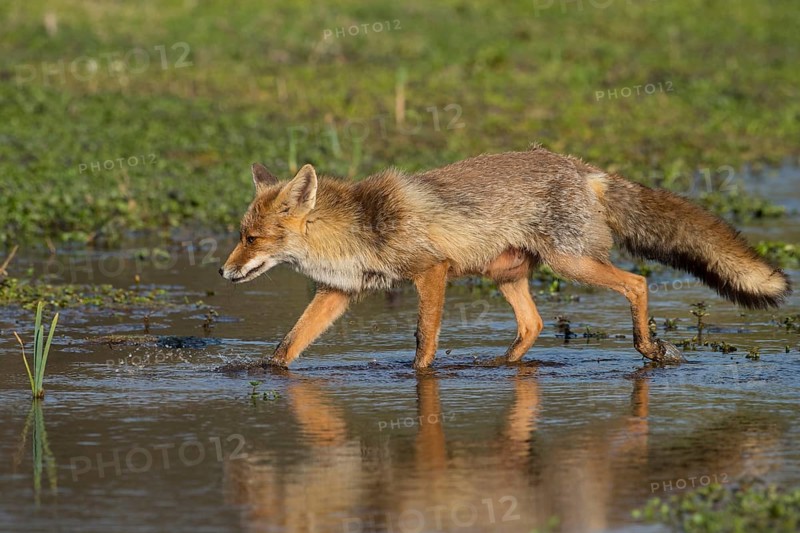 Red Fox (Vulpes vulpes) walking in pond, Netherlands