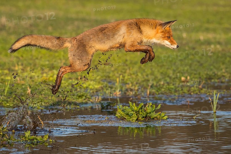 Red Fox (Vulpes vulpes) jumping and hunting in pond, Netherlands