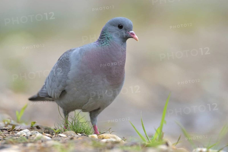 Stock Dove (Columba oenas), Netherlands