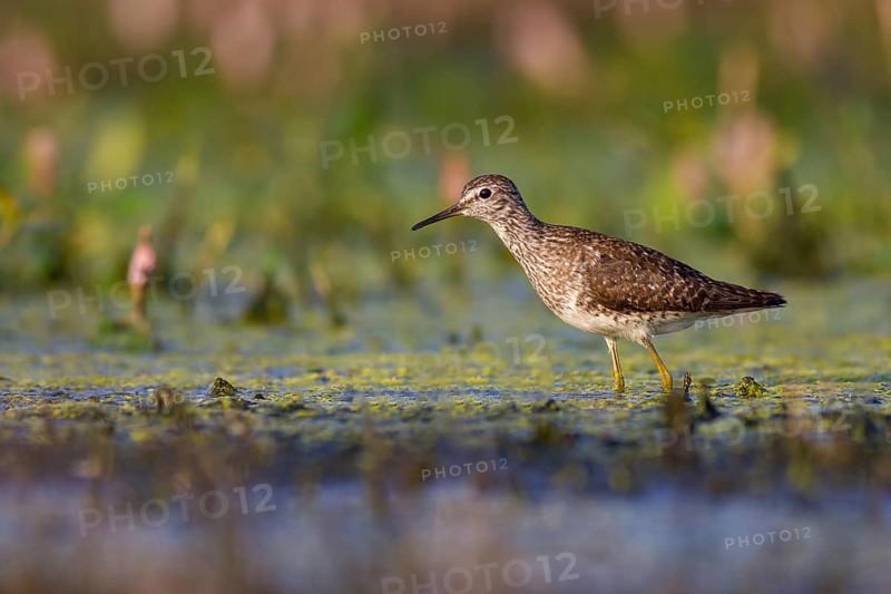 Wood Sandpiper (Tringa glareola) foraging, Poland